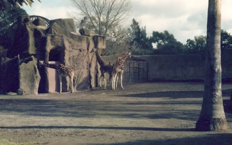 Oldest Zoos In The World Still Operating As Public Zoos Today Giraffes at melbourne zoo in 1987, one of australia’s oldest zoological parks.
