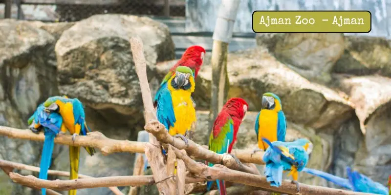 Exploring The Biggest Zoos In Uae – Find Out Which Is Largest Ajman zoo / uae pygmy zoo in ajman