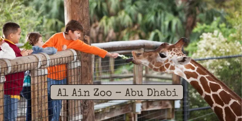 Exploring The Biggest Zoos In Uae – Find Out Which Is Largest Kids feeding giraffe in al ain zoo – abu dhabi one of the biggest zoos in uae