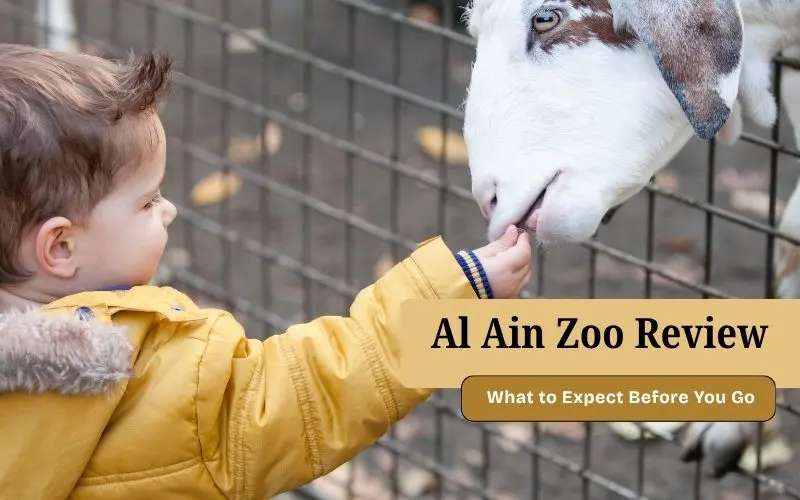 Al Ain Zoo Review: Honest Guide For Families &Amp; Tourists (2026) Al ain zoo uae: full review, tips & visitor guide