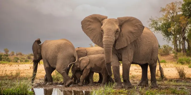 Arignar anna zoo in india features  large animal enclosures, ranking among the largest zoos in india.