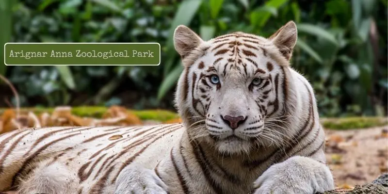 White tiger in arignar anna zoological park –  one of largest  and oldest zoo in india