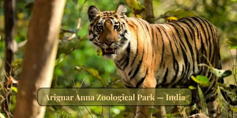 10 Biggest Zoos In The World Every Animal Lover Should Visit Arignar anna zoological park india tigers lions elephants