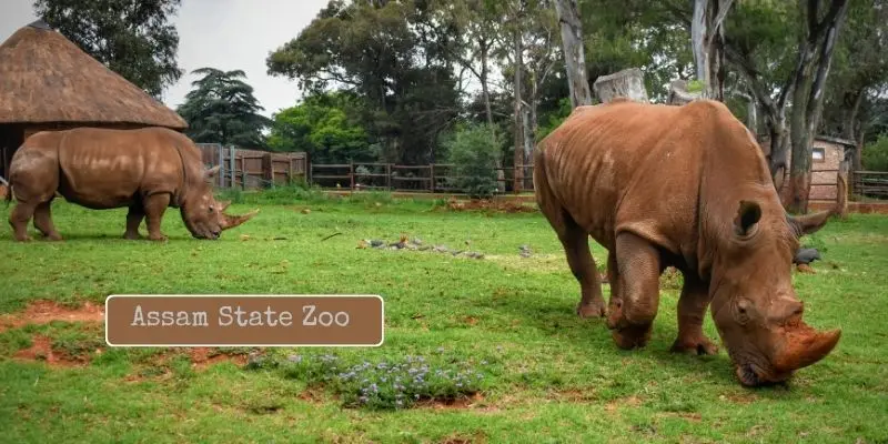 Rhino in assam state zoo cum botanical garden – guwahati
