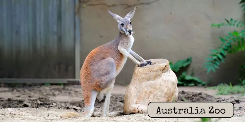 10 Best Zoos In The World Ranked (Largest, Most Visited &Amp; Family-Friendly) Australia zoo wildlife park featuring crocodiles, kangaroos, and close animal encounters