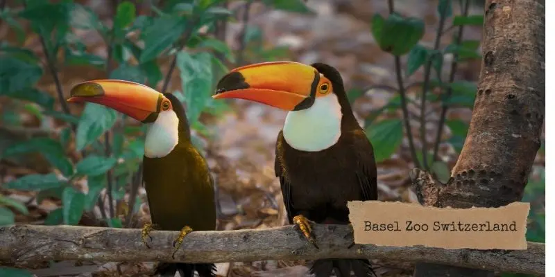 Basel zoo switzerland compact city zoo in europe with close-up animal viewing experience