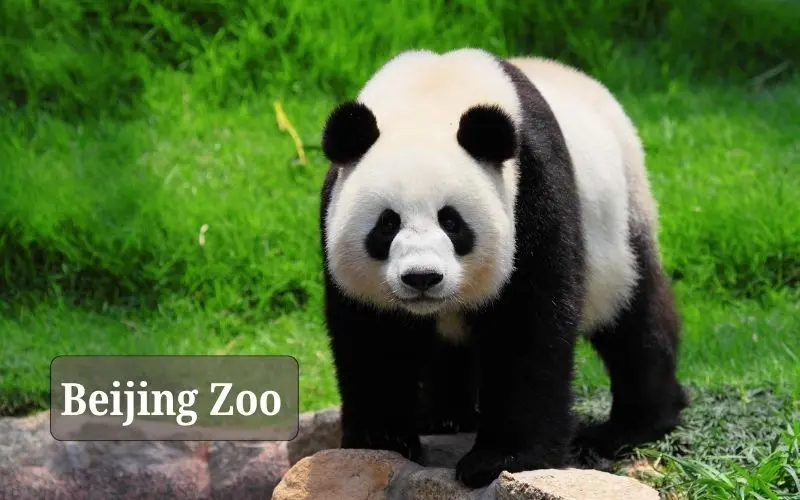 Beijing zoo panda and wildlife exhibits in china