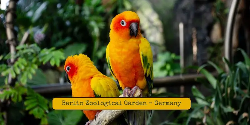 Top Largest Zoos In Europe – See Which Is The Biggest Exotic birds in berlin zoological garden – germany, most visited zoo in europe