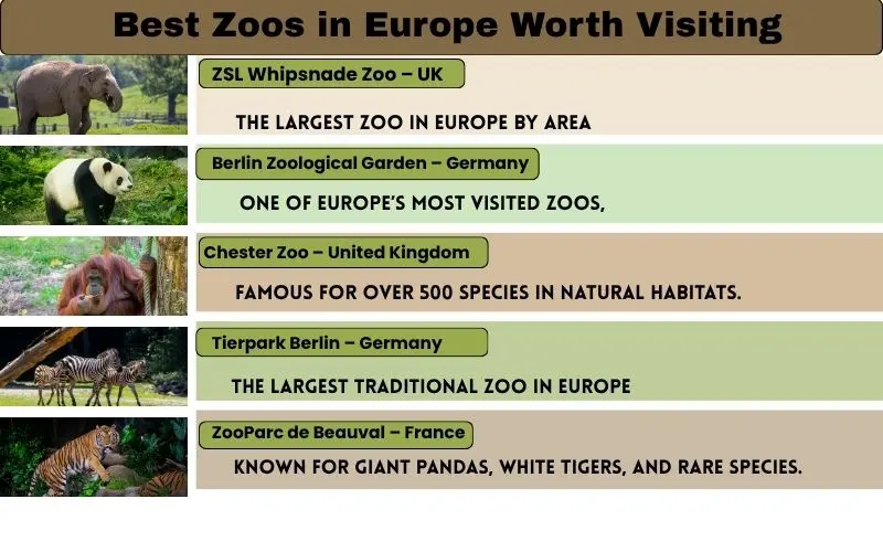 Top Largest Zoos In Europe – See Which Is The Biggest Best european zoos worth visiting