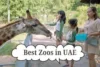 6 Best Zoos in UAE to Visit This Summer (2026 Tickets & Timings Guide) - Post Thumbnail