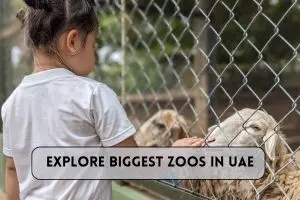 Exploring the Biggest Zoos in UAE – Find Out Which Is Largest