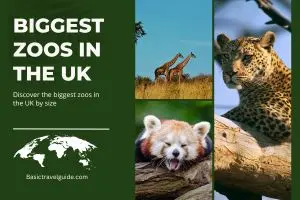 Explore the Top 5 Biggest Zoos in the UK by Size