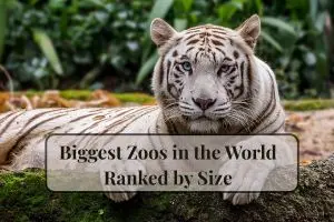 10 Biggest Zoos in the World Every Animal Lover Should Visit