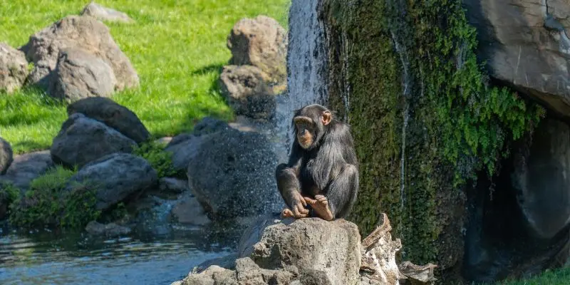 Top 10 Largest Zoos In The Us – See The Biggest Animal Parks Gorillas in dense rainforest setting at congo gorilla forest in bronx zoo