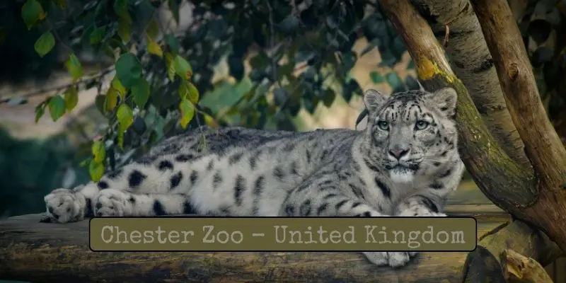 Top Largest Zoos In Europe – See Which Is The Biggest Chester zoo – united kingdom: conservation-focused zoo featuring over 500 species in natural habitats.