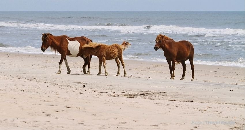Chincoteague island / assateague island