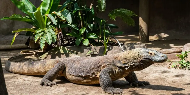 Top 10 Largest Zoos In The Us – See The Biggest Animal Parks Komodo dragon in natural habitat at columbus zoo and aquarium
