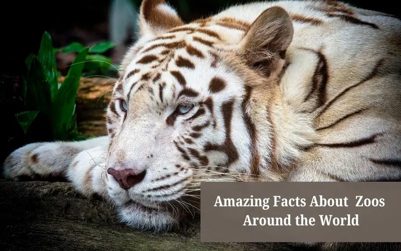Facts about zoos: why they matter & how they help animals