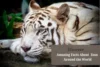 Facts About Zoos: Importance, Animal Care & Fun Facts - Post Thumbnail
