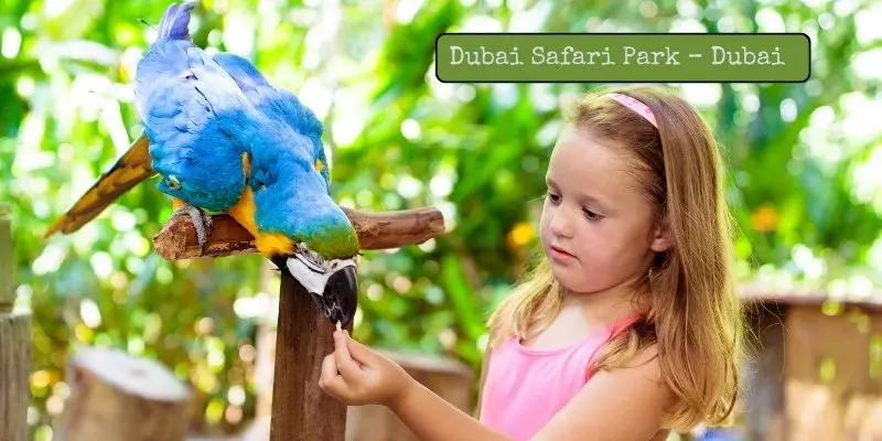 Exploring The Biggest Zoos In Uae – Find Out Which Is Largest Kids feeding birds in kids farm in dubai safari park –biggest zoo in dubai