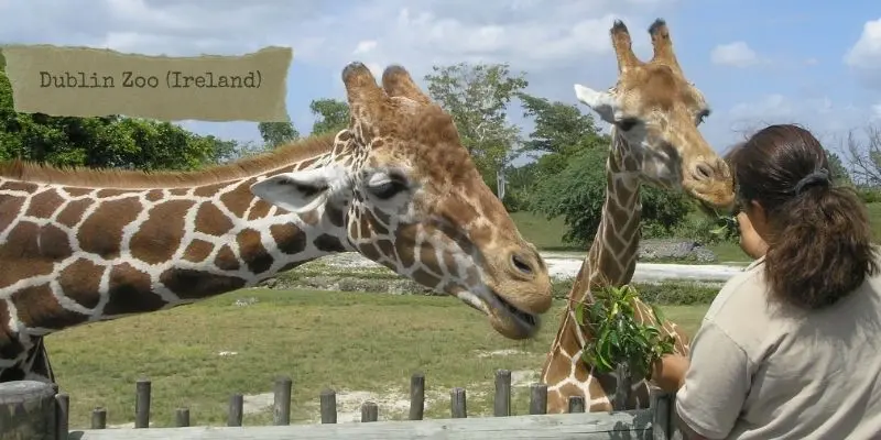 Dublin zoo ireland family-friendly zoo in phoenix park with natural animal habitats