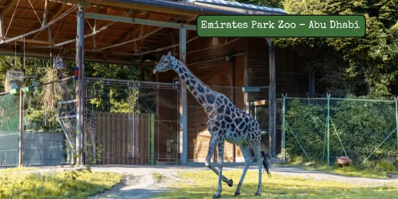 Exploring The Biggest Zoos In Uae – Find Out Which Is Largest Emirates park zoo in abu dhabi