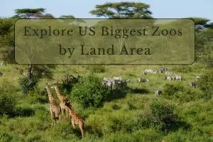 Top 10 Largest Zoos in the US – See the Biggest Animal Parks