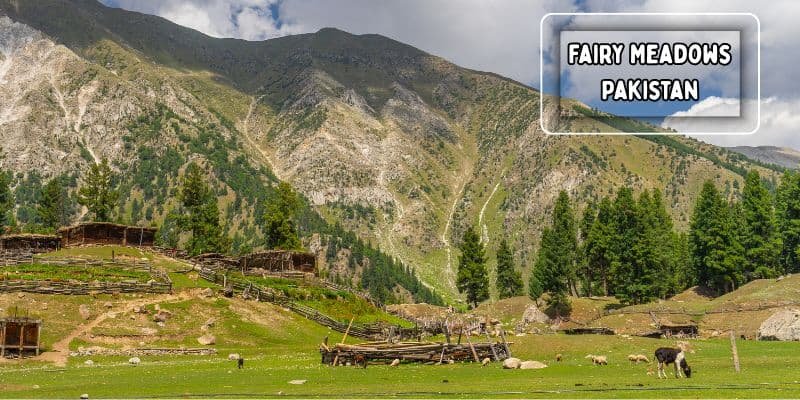 Fairy meadows with nanga parbat in the background
