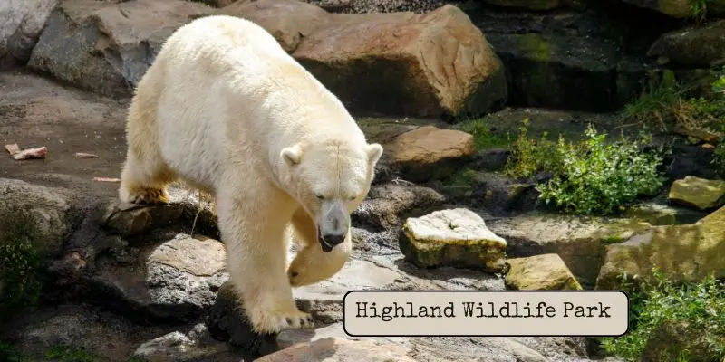 Highland wildlife park,one of the  biggest zoos in the uk by area in uk