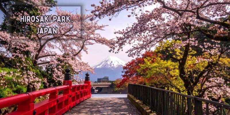 Cherry blossoms in full bloom at hirosaki park, aomori, japan