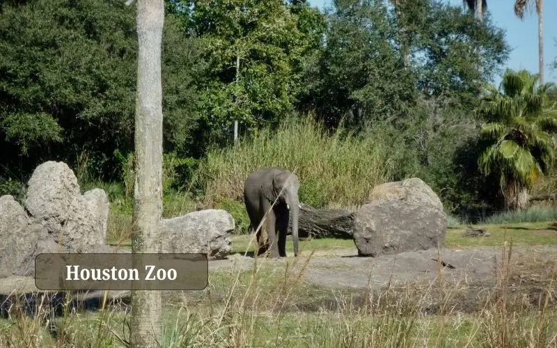 Houston zoo african and tropical animal habitats in texas