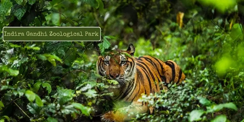Tiger sitting in forest in indira gandhi zoological park
