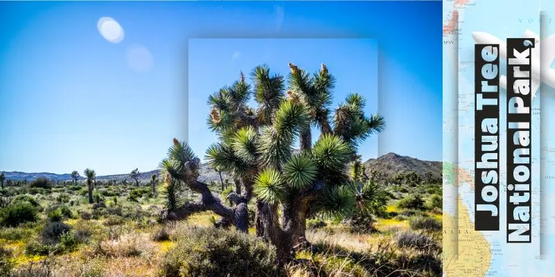 Explore The 20 Best Weekend Getaways In The Usa Joshua tree national park in california with iconic joshua trees and desert landscape