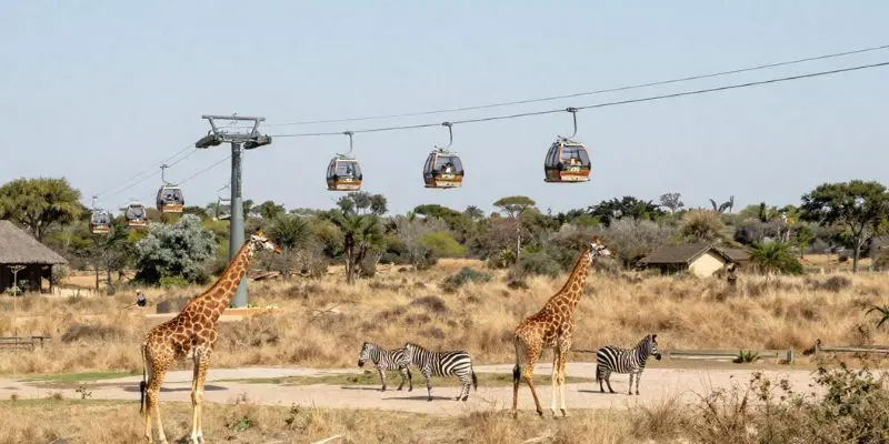 Top 10 Largest Zoos In The Us – See The Biggest Animal Parks Giraffes and zebras below aerial gondola ride at kansas city zoo african sky safari