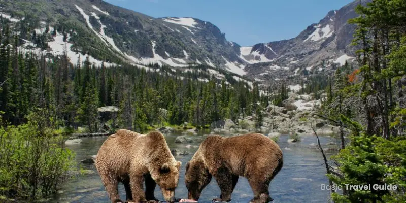 Katmai national park, alaska, with brown bears fishing for salmon in a river