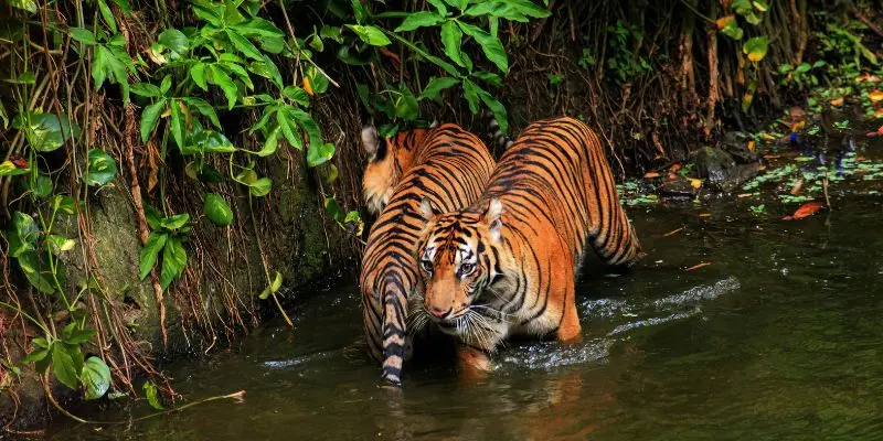 10 Biggest Zoos In The World Every Animal Lover Should Visit Khao kheow open zoo thailand elephants tigers gibbons forest