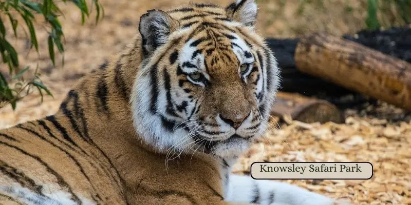 Knowsley safari park in merseyside one of the top destinations among safari parks in the north west uk.