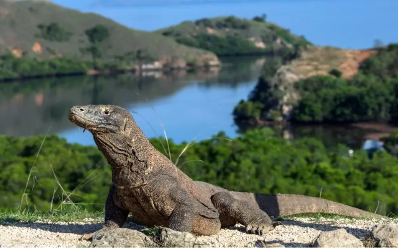 Komodo national park unesco site indonesia