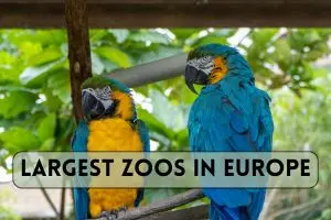 Top Largest Zoos in Europe – See Which is the Biggest