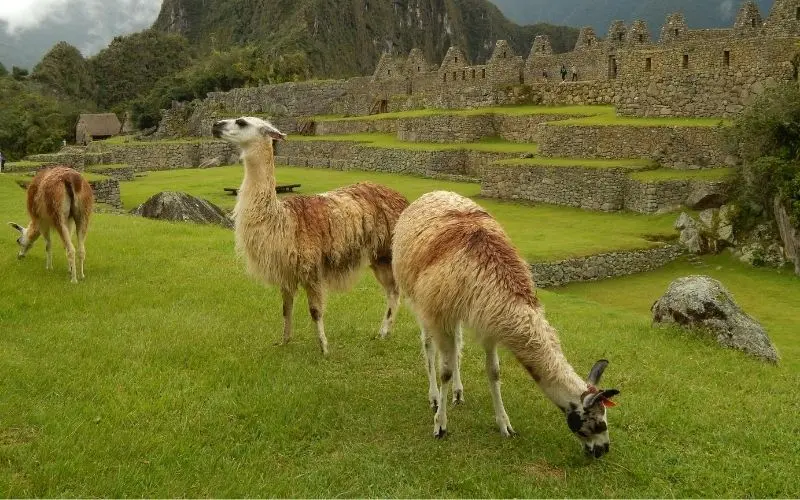 Llama standing in front of machu picchu