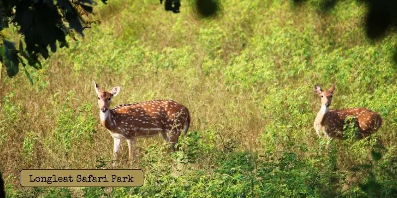 Longleat safari park – wiltshire, england top pick among uk safari parks.