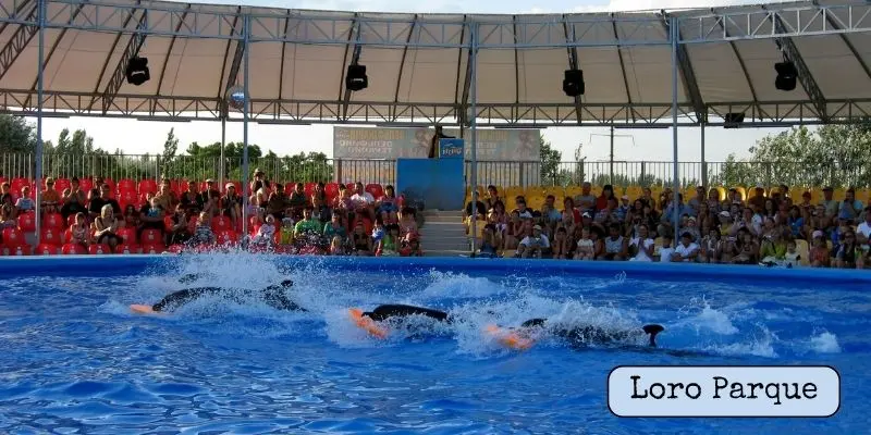 Loro parque marine and bird exhibits with dolphins, parrots, and tropical wildlife shows