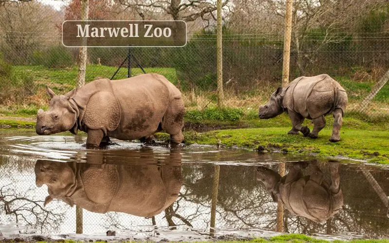 Marwell zoo conservation park in rural hampshire