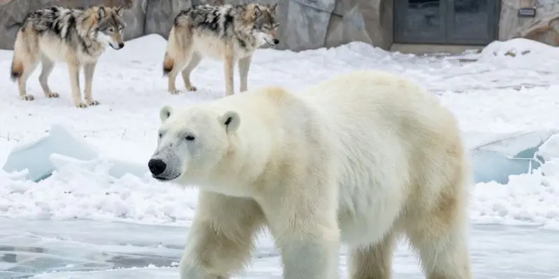 Top 10 Largest Zoos In The Us – See The Biggest Animal Parks Polar bears walking on icy terrain with snowy habitat at minnesota zoo