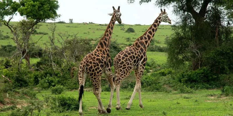 10 Biggest Zoos In The World Every Animal Lover Should Visit Monarto safari park australia giraffes zebras open-range