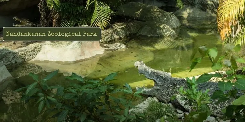 Crocodiles in nandankanan zoological park ,largest zoo in india