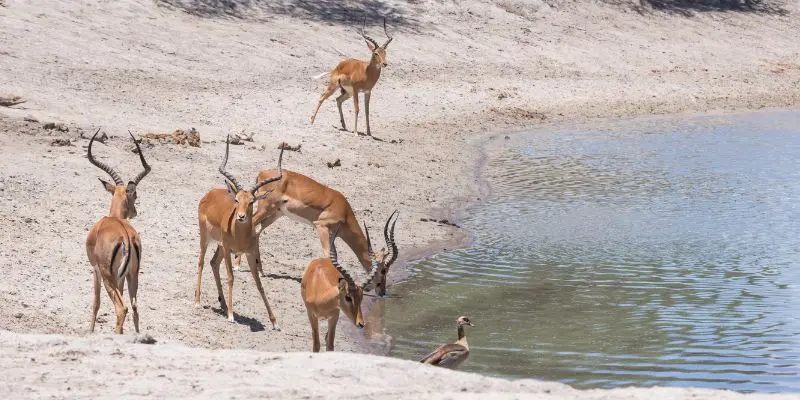 Naypyidaw zoo offers safari-style areas with deers featured in the asia zoo list.