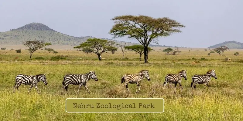 Zebras in nehru zoological park in open area