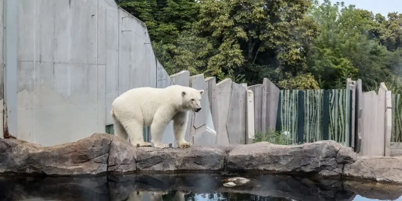 Top 10 Largest Zoos In The Us – See The Biggest Animal Parks North carolina zoo wide open african and north american habitats with giraffes and polar bear