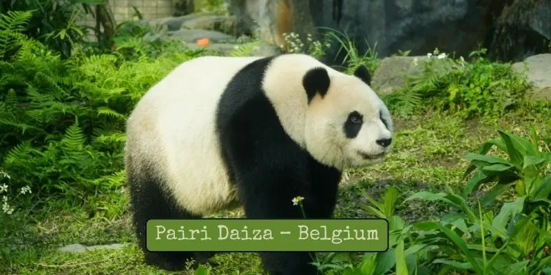 Top Largest Zoos In Europe – See Which Is The Biggest Pairi daiza – belgium: themed gardens combined with giant pandas, elephants and exotic birds.